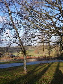 Winter trees in Great Brington.